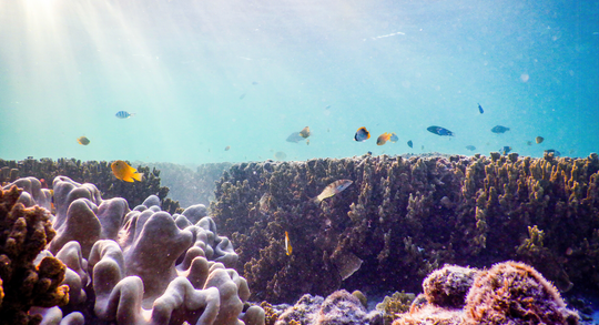 Was macht Sonnencreme korallenfreundlich, ozeanfreundlich und nachhaltig?
