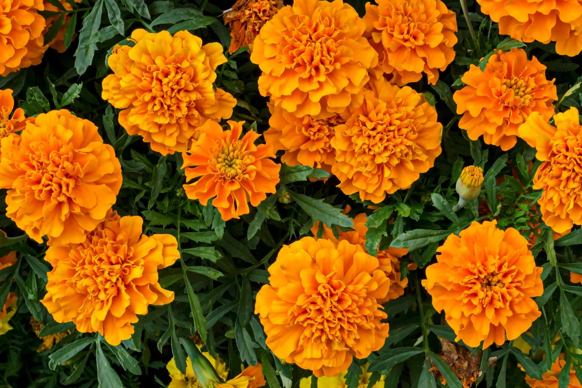 Ringelblume